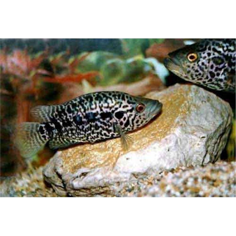 Cichlasoma managuense - imagine 5